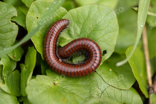 Preview: Closeup of a red worm on a green leaf in a garden