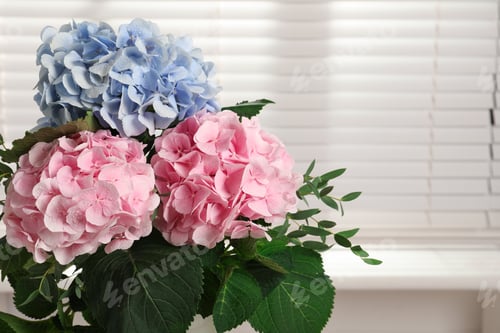 Preview: Beautiful hortensia flowers indoors. Space for text