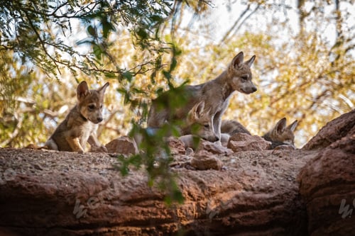 Preview: Litter of Young Mexican Gray Wolf Pups