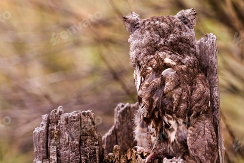 Preview: Western Screech Owl