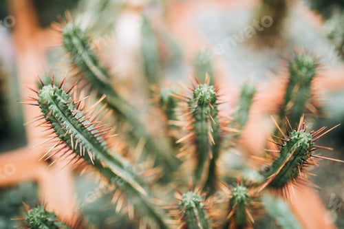 Preview: Variety of cactus in terracotta pots in the botanical garden, cactus close-up, selective focus