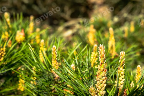 Preview: Fragrant flowering pine branches in spring in a pine forest