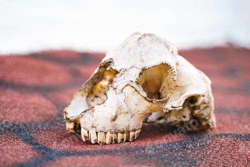Preview: Skull of homeless animal, surviving dog. Skeleton bone head with teeth on street of village,old