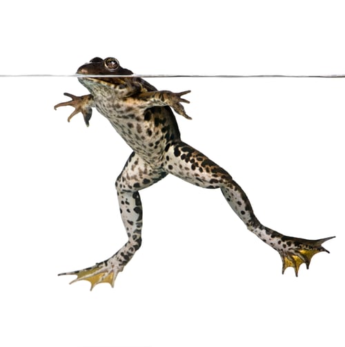 Preview: Edible frog floating in water, Rana esculenta, studio shot