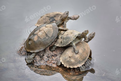 Preview: Serrated Hinged Terrapin Turtles