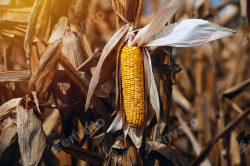 Preview: Harvest ready ripe corn maize cob in field