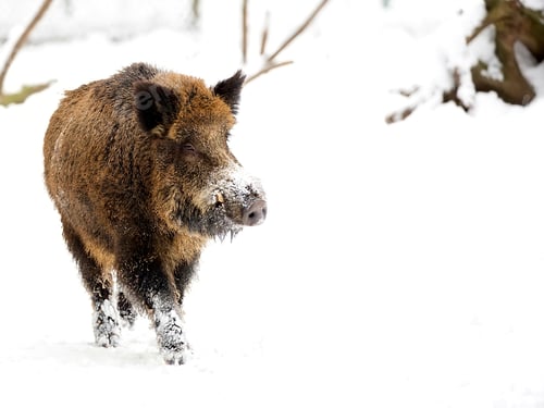 Preview: Wild boar in winter