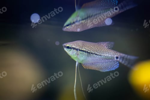 Preview: Freshwater aquarium fish