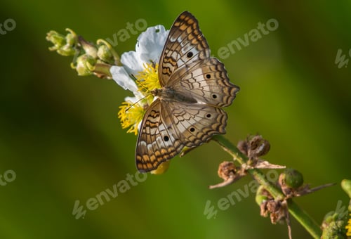 Preview: Brown butterfly is perched on a white flower with deep dark spots