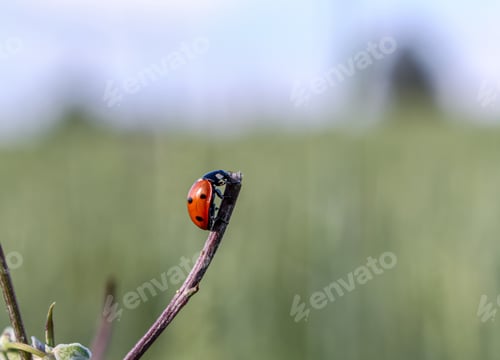 Preview: Ladybug before it flies away