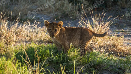 Preview: A Beautiful Botswana Wildlife in picture of World