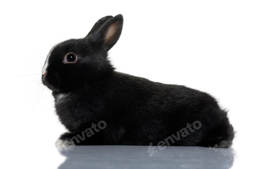 Preview: Black baby rabbit sitting in front of white background, studio shot