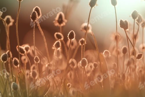 Preview: Wild flowers