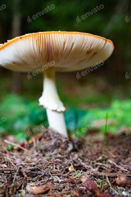 Preview: red mushroom in autumn forest