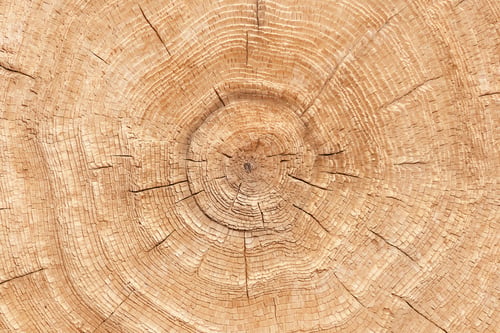 Preview: Photo of wooden texture of cut tree trunk. Close-up.