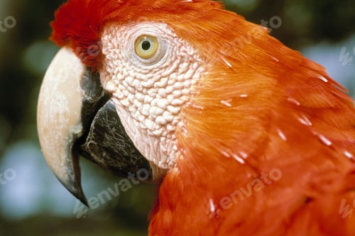 Preview: bird, parrot, Scarlet, Macaw