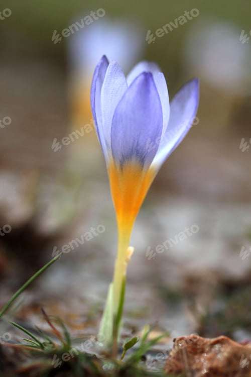 Preview: Crocus Flowers In Spring