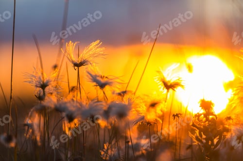 Preview: Wildflowers