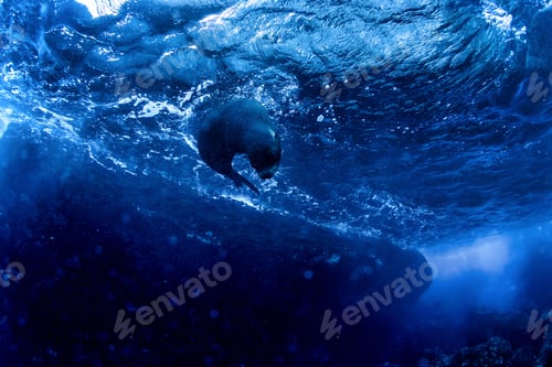 Preview: Sea lion dives while scuba diving in the Galapagos Islands