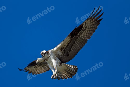 Preview: Beautiful osprey soaring in the sky.