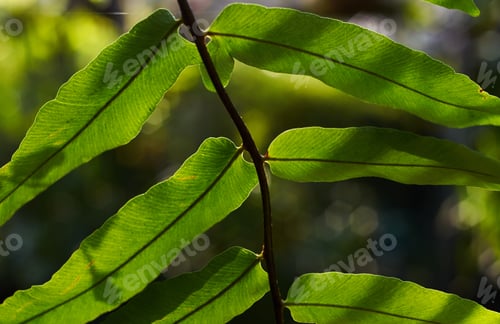 Preview: Close-up view of green leaf and light