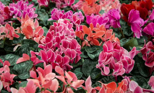 Preview: Natural beautiful background with lots of cyclamen.