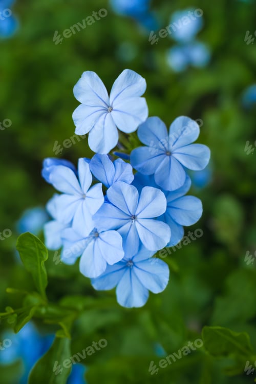Preview: Blue purple Vinca Minor, Madagascar periwinkle blooming in the garden