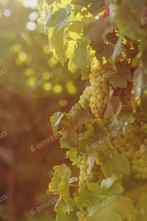 Ripe Grapes on Vine in Warm Golden Light