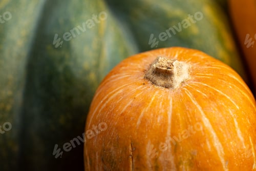Preview: Close up photo of a pumpkin's tail