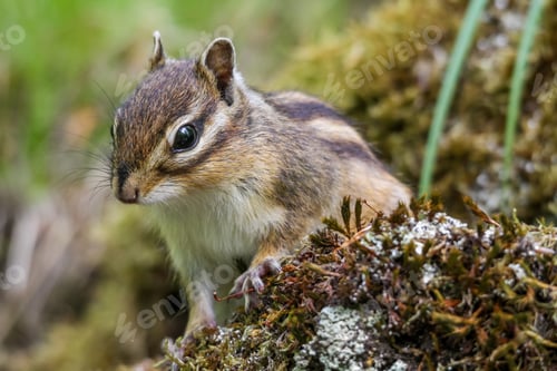 Preview: Closeup of a Red-tailed Chipmunk on a trunk of a tree against a blurred background