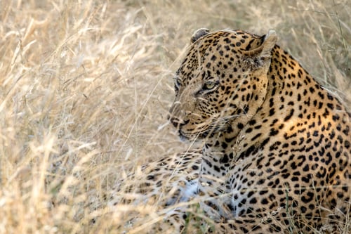 Preview: Leopard laying in the grass.
