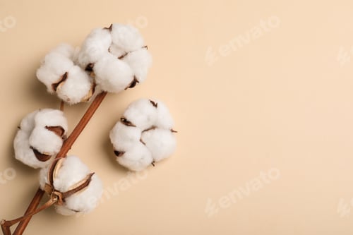 Preview: Fluffy cotton flowers on beige background, top view. Space for text