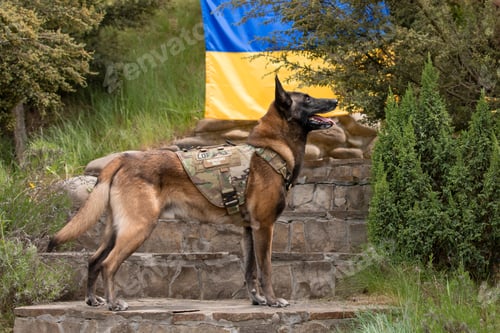 Preview: Dog armor. Dog in a bulletproof vest. Belgian Shepherd Malinois dog in front of a Ukrainian flag.