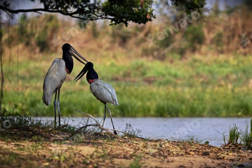 Preview: Selective focus shot of two jabirus on the riverbank in Pantanal, Brasil