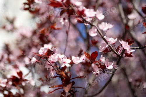 Aperçu: close up pink cherry blossom flowers petals blur blue sky