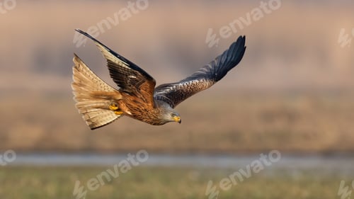 Preview: red kite flying over the field with marsh in spring