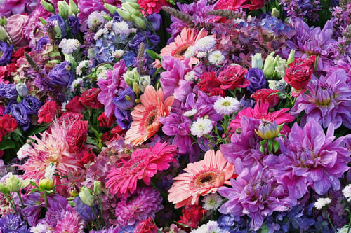 Preview: Colorful flowers background. Mothers day, Valentines Day, Birthday concept.