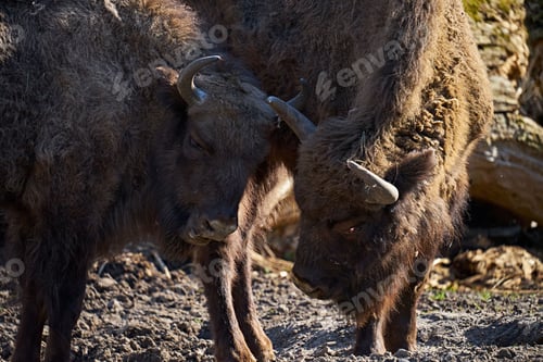 Preview: Two American bison standing next to each other