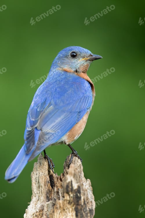 Preview: Male Eastern Bluebird