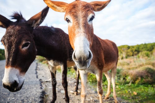Preview: Wild donkey
