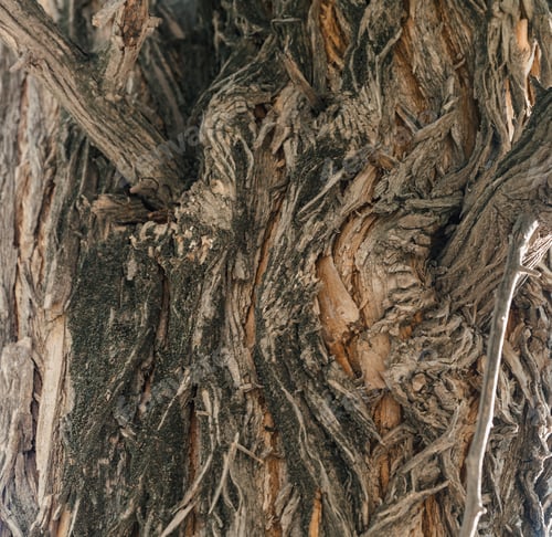 Preview: Osage orange tree or maclura