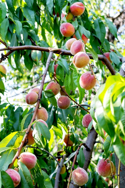 Preview: Lots of ripe peaches on the tree