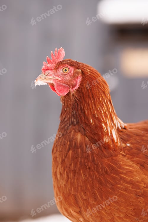 Preview: chicken close-up of an eco-poultry farm in winter, free-range chicken farm