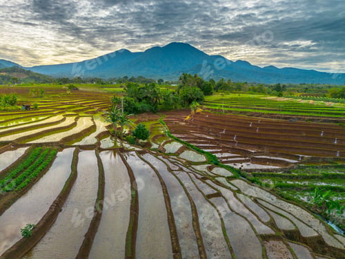 Preview: Aerial view of Indonesia's lush rice fields with majestic mountain