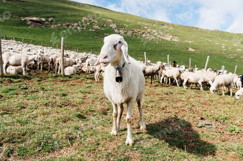 Preview: Sheep pasturing on grassy meadow