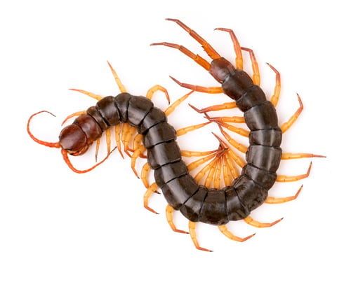 Preview: centipede isolated on white background
