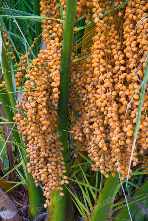 Preview: Vertical shot of hanging Date palm (Phoenix dactylifera) branches in background of green leaves