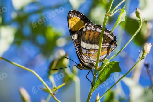 Preview: California sister butterfly close up