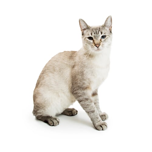 Preview: White Siamese Mixed Breed Cat