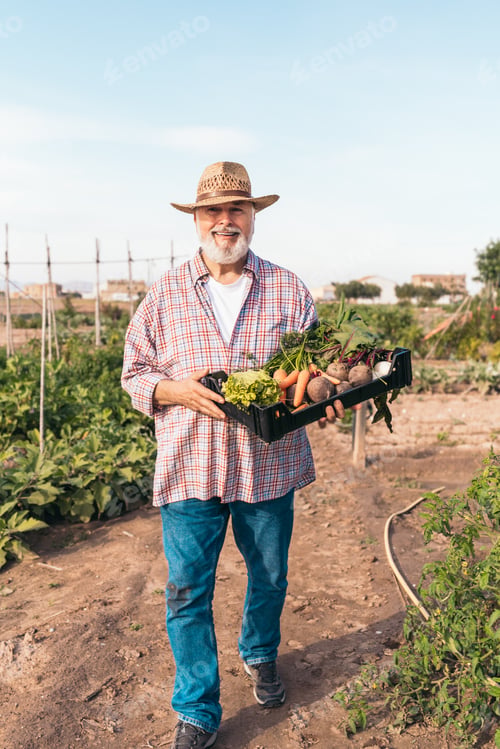 Visualização: Smiling senior farmer holding a crate of organic vegetables in a garden
